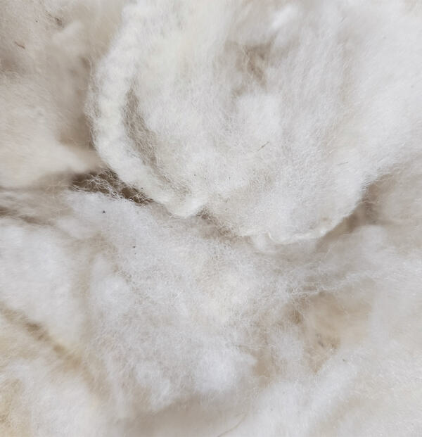 Merino Landschaf - Rohwolle 250g