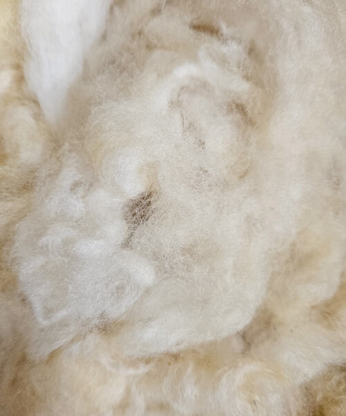Texel-Schaf - Rohwolle 100g