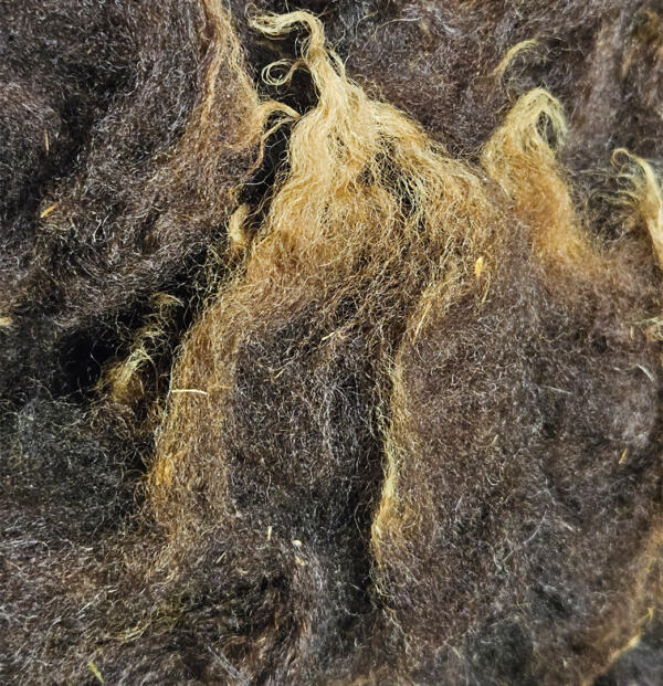 Rohwolle - Ouessant, braun 100g – Bild 3