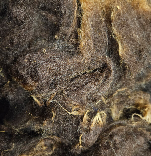 Rohwolle - Ouessant, braun 100g – Bild 2