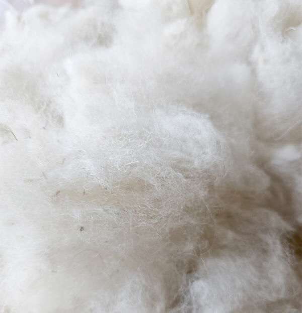 Merino Landschaf - Rohwolle 250g – Bild 2