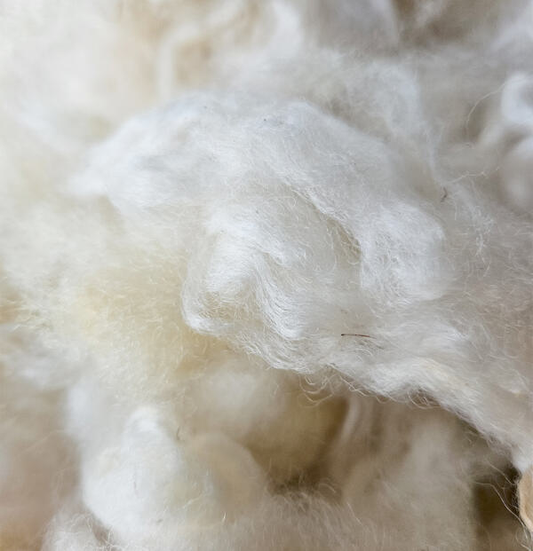 Merino-Landschaf-Lamm Rohwolle 100g – Bild 2