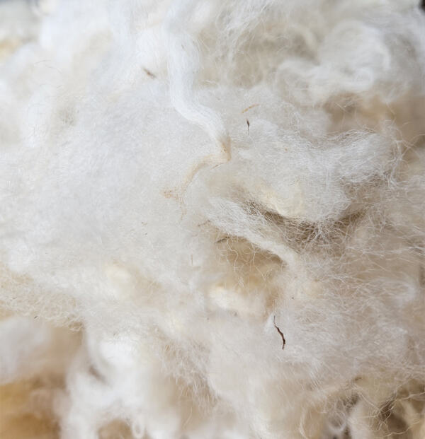 Merino-Landschaf-Lamm Rohwolle 100g – Bild 3