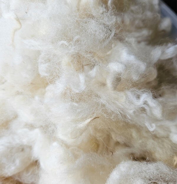Merino-Landschaf-Lamm Rohwolle 100g – Bild 5