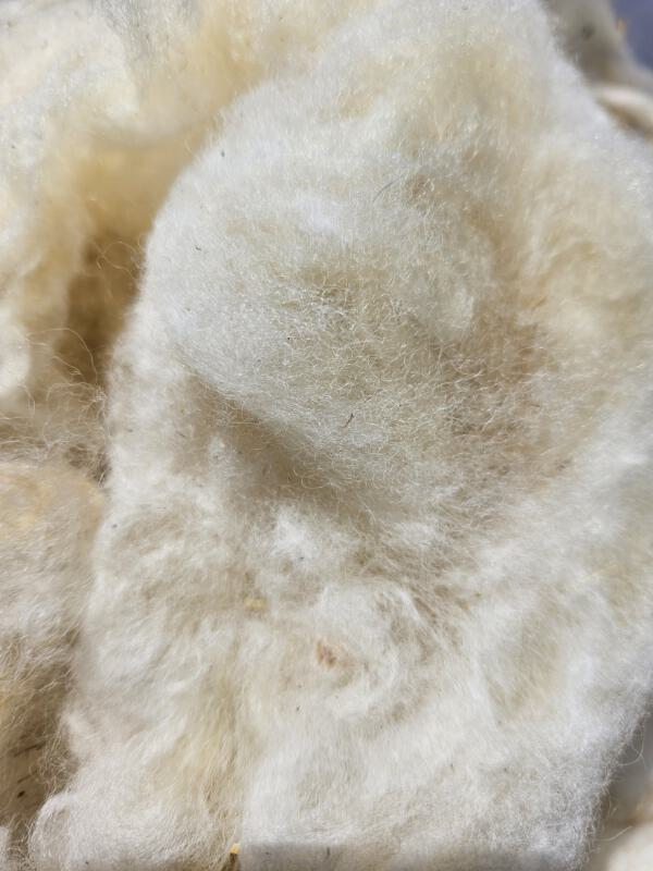 Suffolk-Schaf - Rohwolle 100g – Bild 2