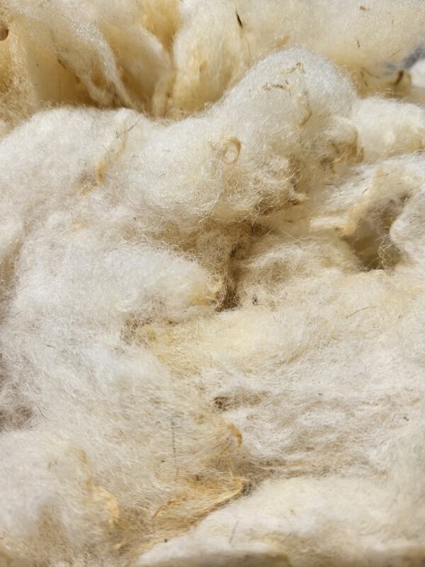 Texel-Schaf - Rohwolle 100g – Bild 2