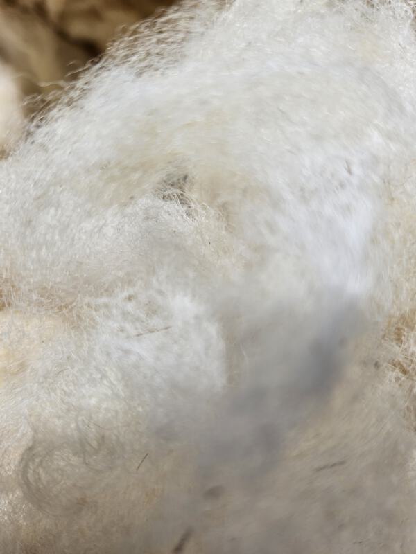 Texel-Schaf - Rohwolle 100g – Bild 3