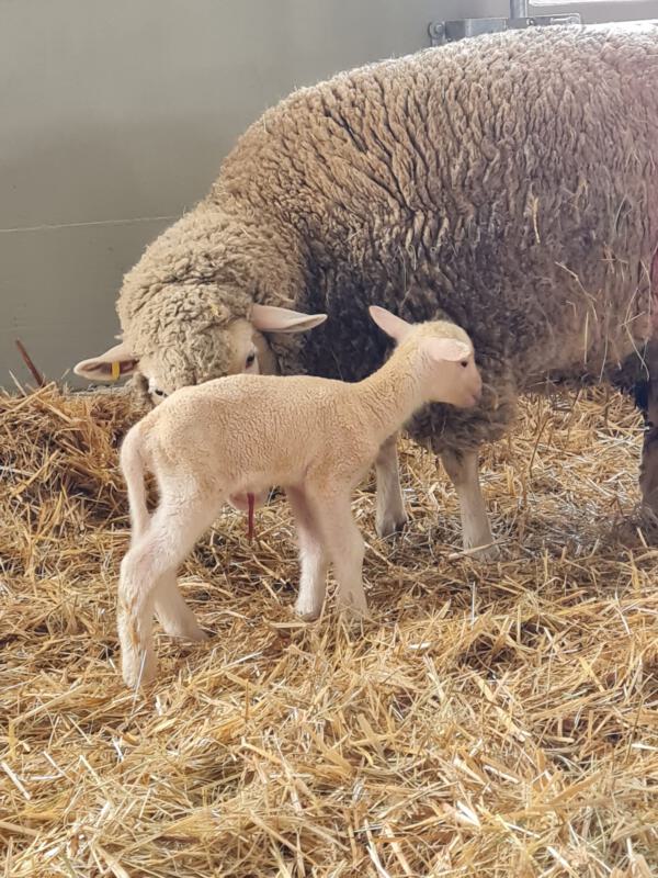 Merino Fleischschaf - Rohwolle 100g – Bild 4
