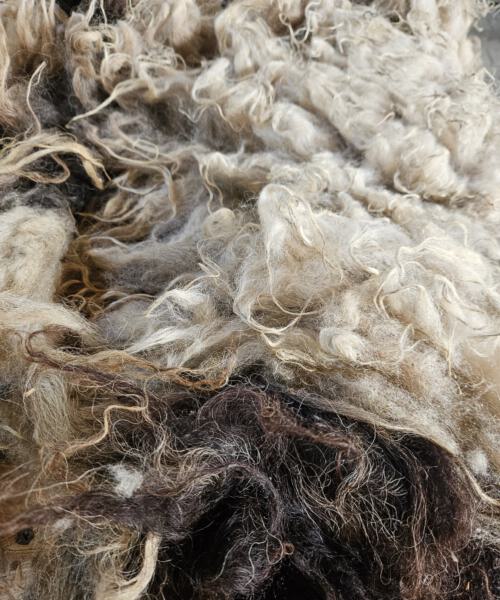 Schafwolle zur Bodenverbesserung, zum Mulchen, Marderabwehr