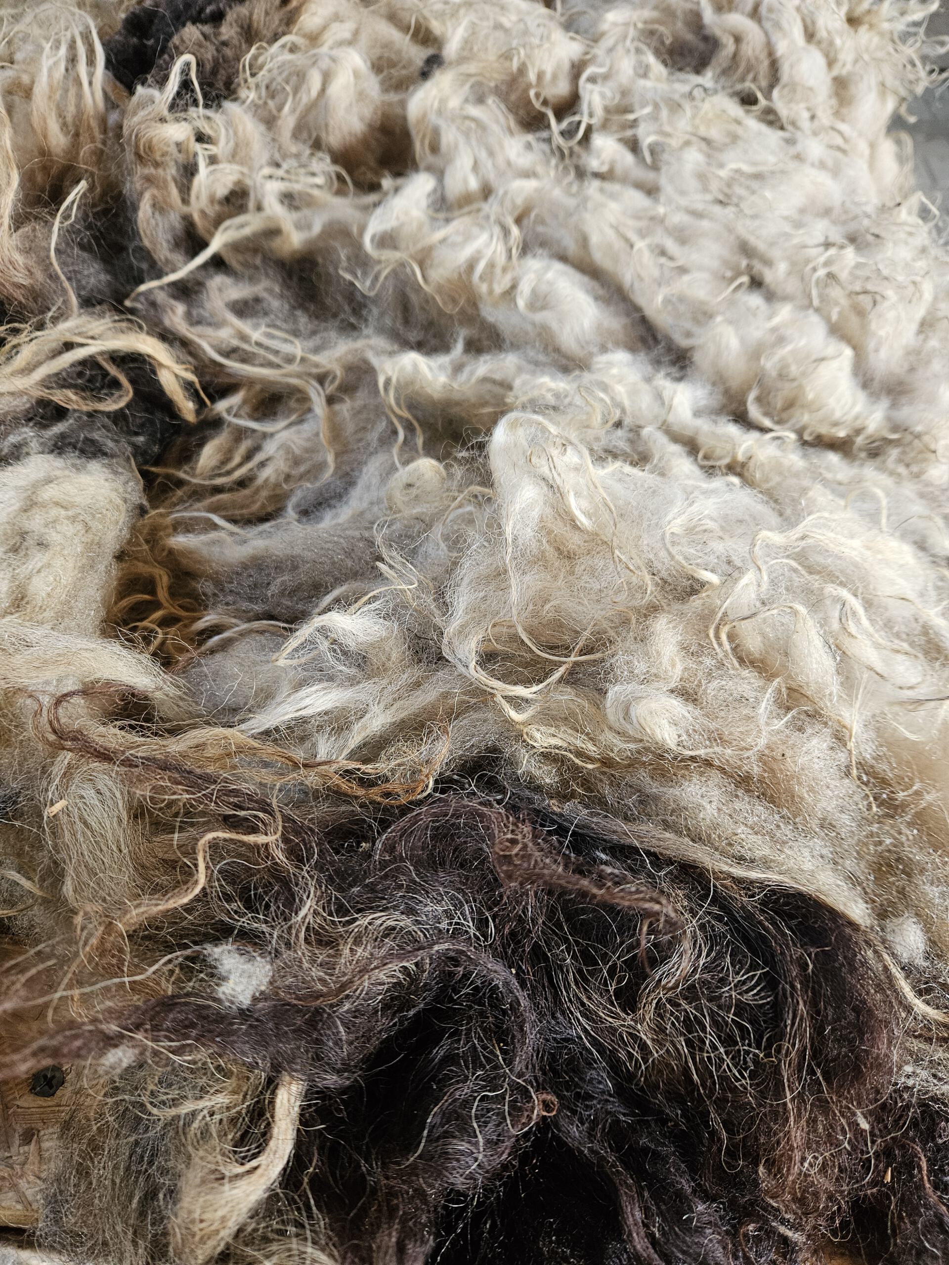 Dokumentation Schafwolle - Arbeitsschritte von der Schur bis zur fertigen Wolle – Bild 5