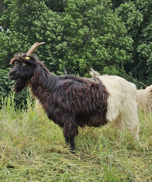 100g Ziegenhaar der Walliser Schwarzhalsziegen in weiß