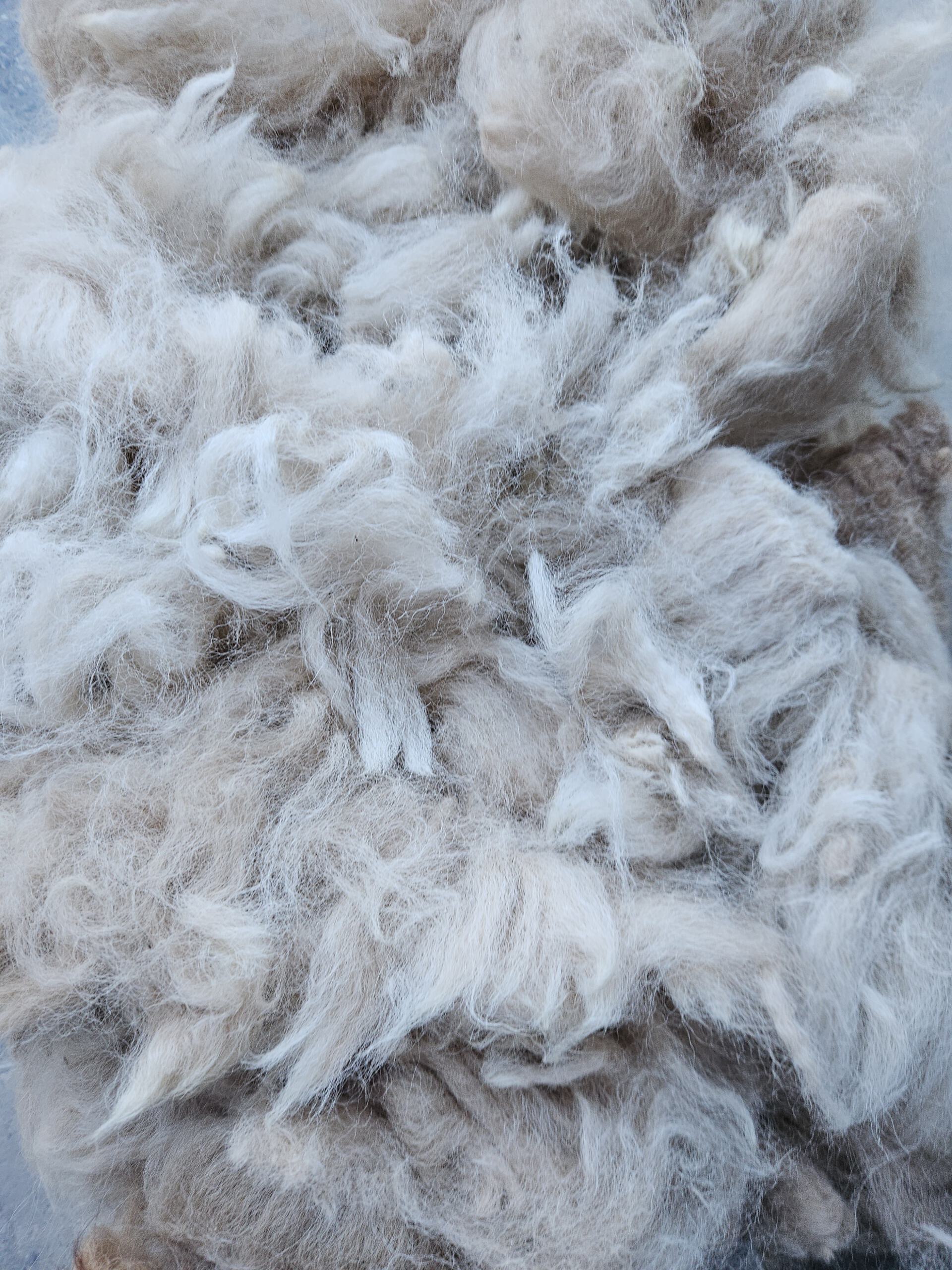 Alpaka-Wolle champanger, Edelfasern zum Spinnen und Basteln 100g – Bild 3