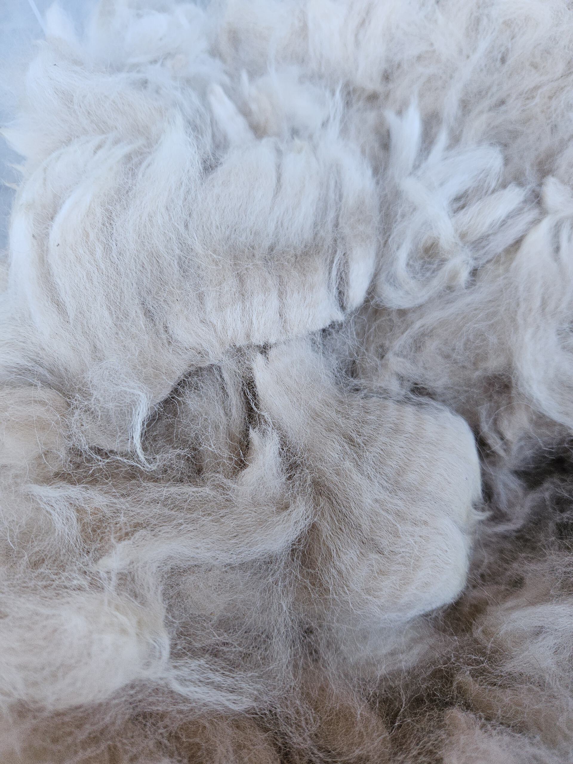 Alpaka-Wolle champanger, Edelfasern zum Spinnen und Basteln 100g – Bild 4