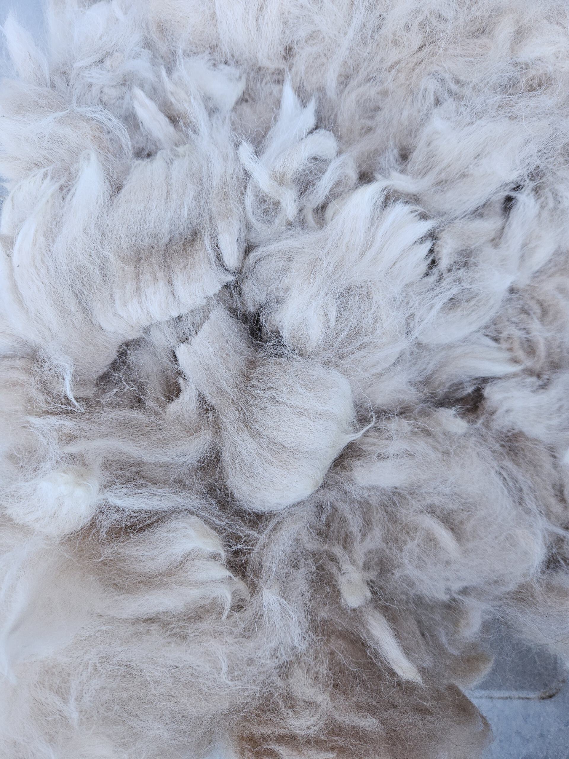 Alpaka-Wolle champanger, Edelfasern zum Spinnen und Basteln 100g – Bild 5