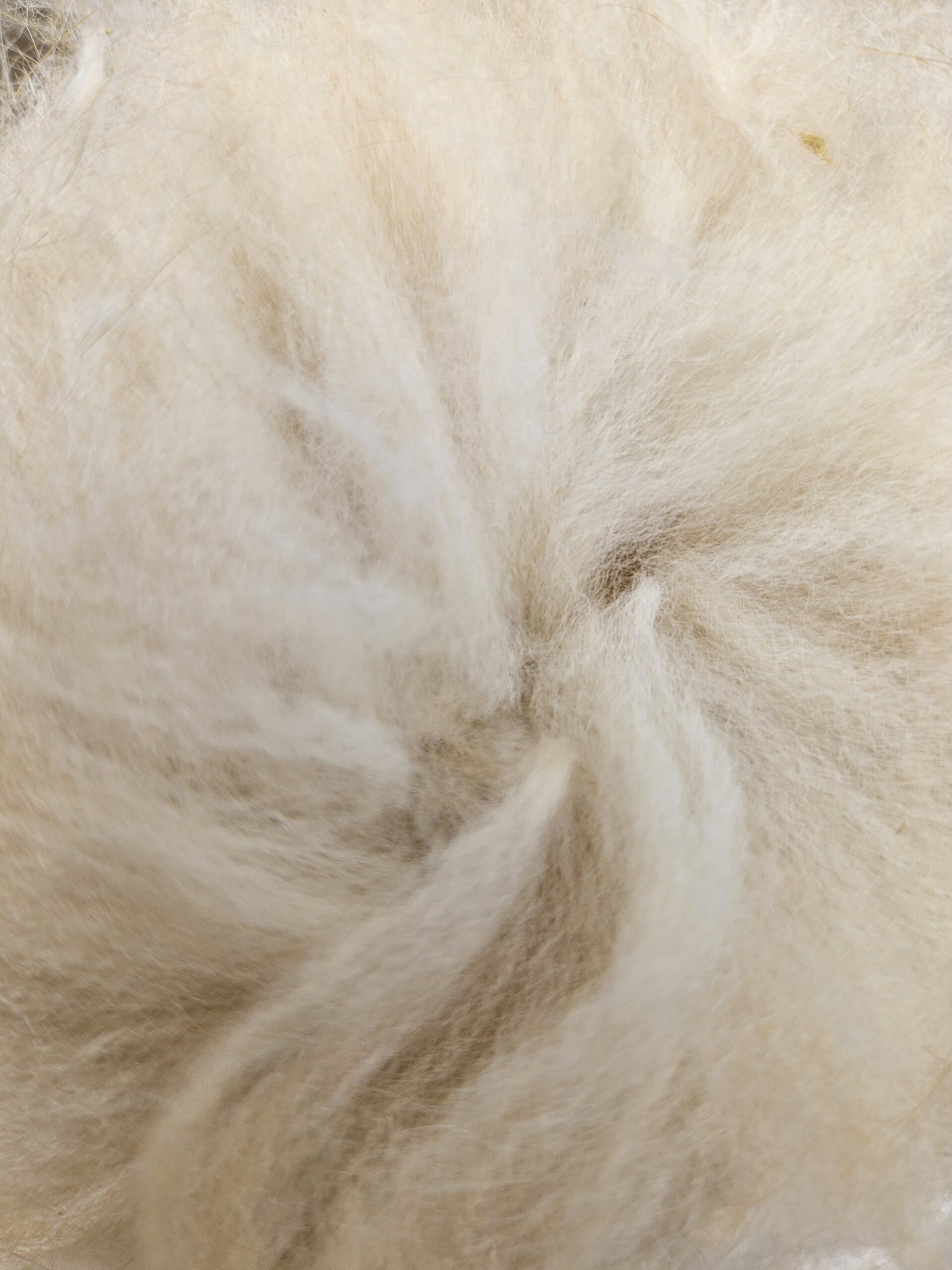 Rohwolle - Angora gelb 100g