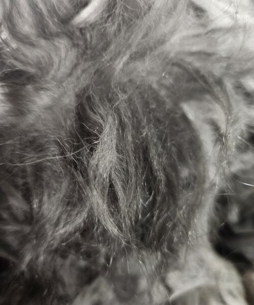 Rohwolle - Angora schwarz 100g