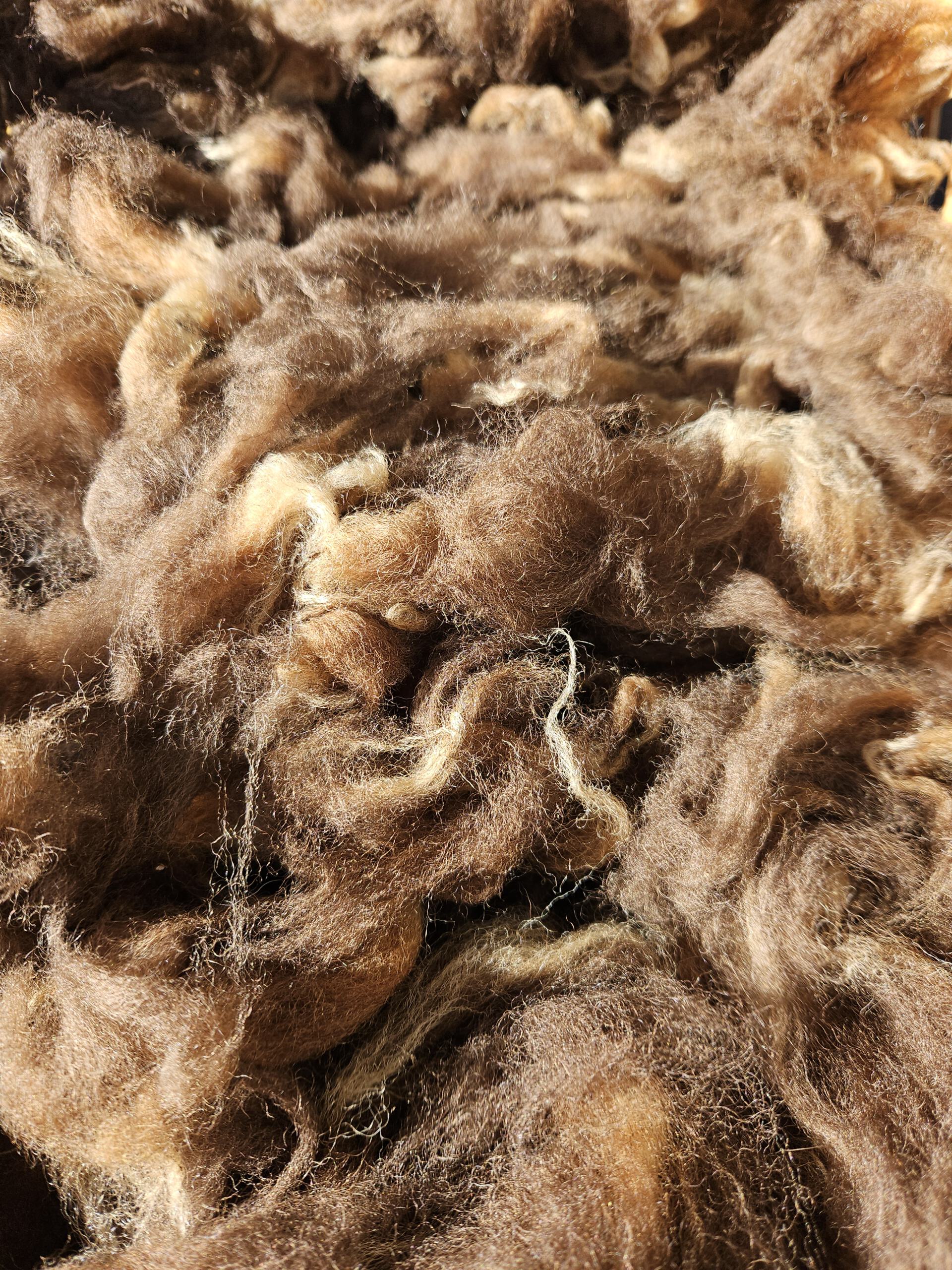 250g Rohwolle von Bergschaf – Bild 2
