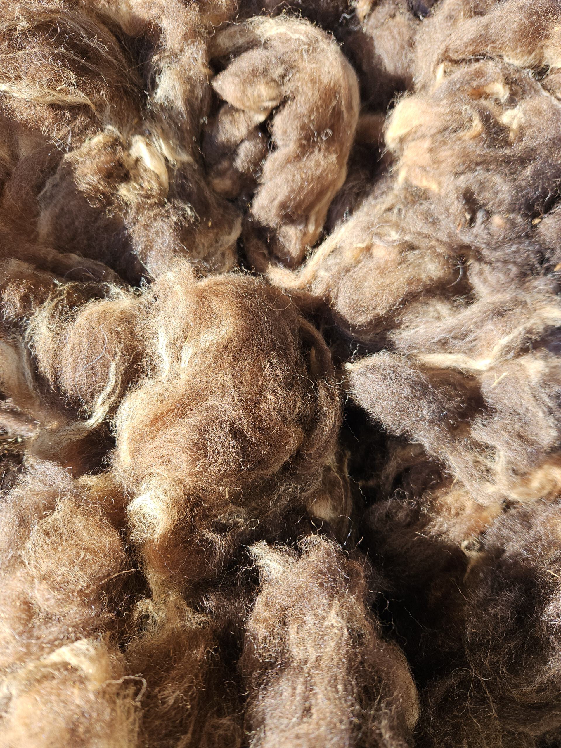 250g Rohwolle von Bergschaf – Bild 3