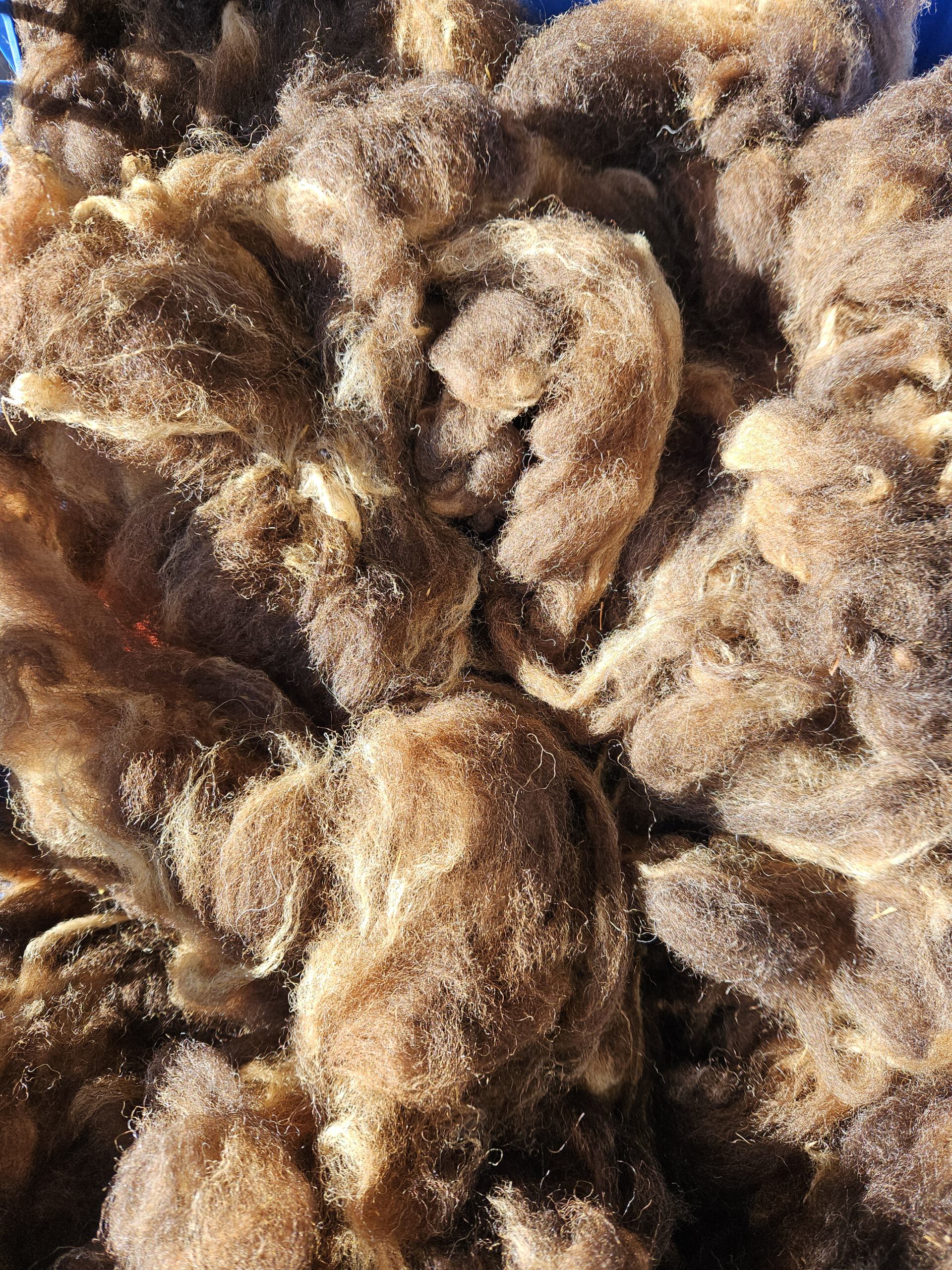 250g Rohwolle von Bergschaf – Bild 4