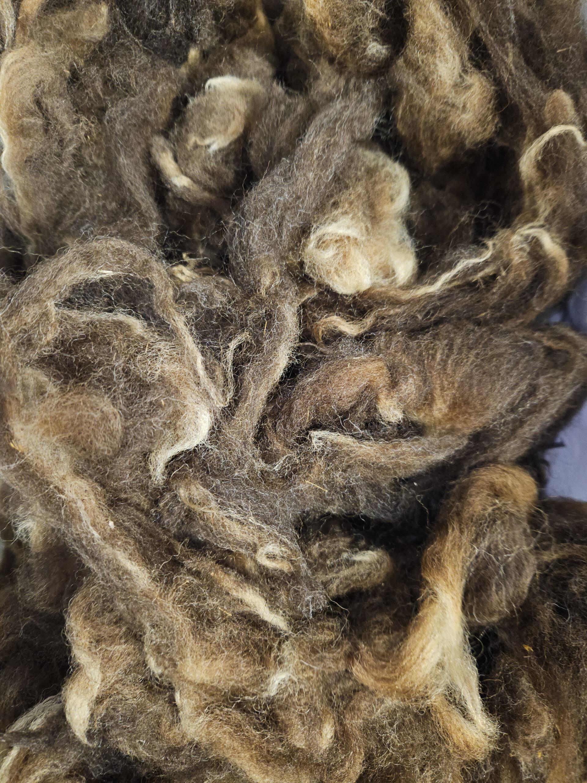 250g Rohwolle von Bergschaf – Bild 5