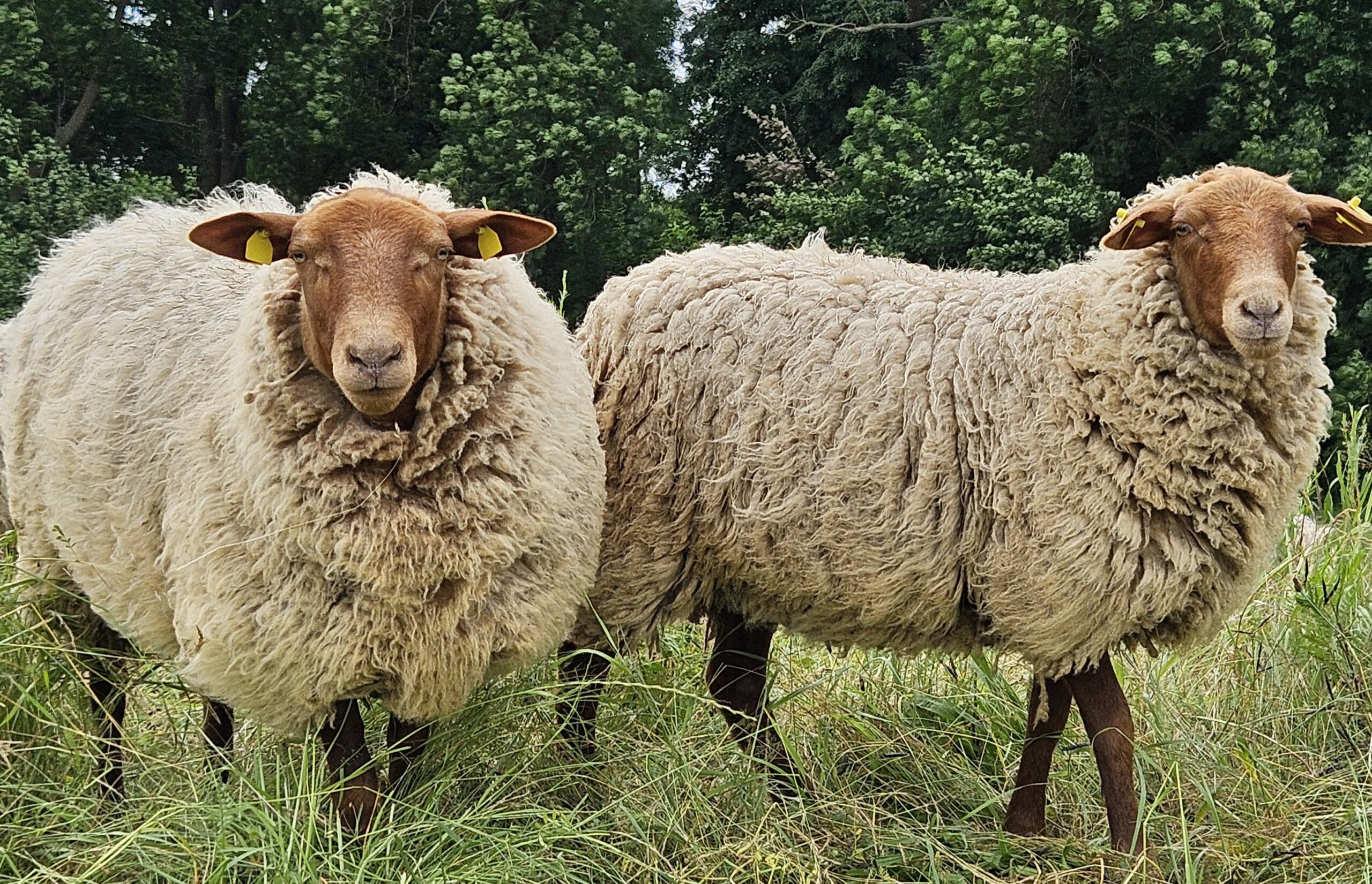Coburger Fuchsschafe bei der Weidehaltung auf den sächsischen Elbdeichen