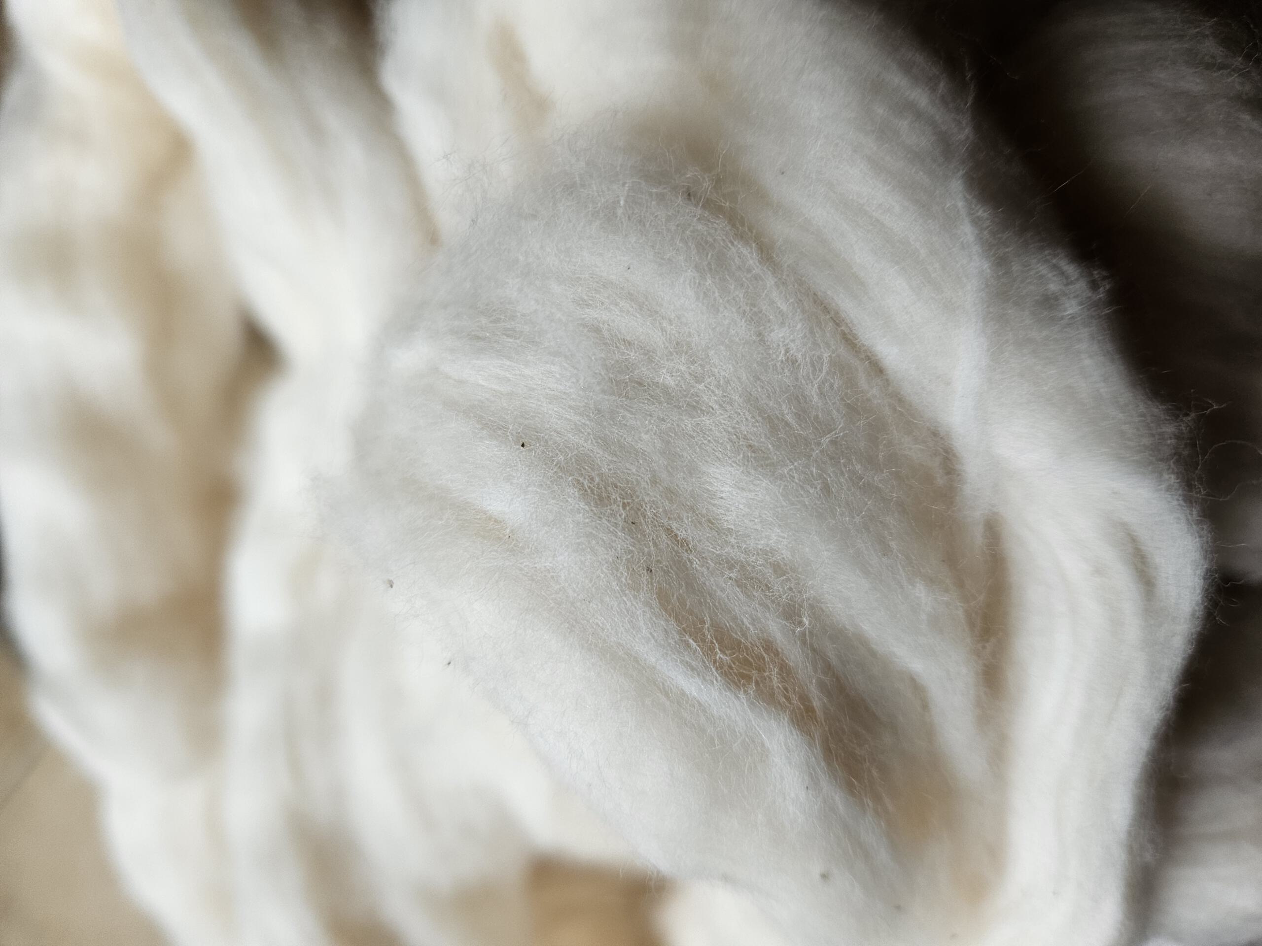 Reinweißes Baumwoll-Kardenband aus kontrolliert biologischem Anbau zum Handspinnen